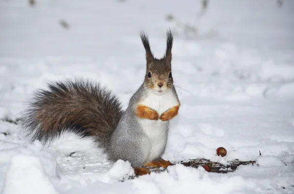 Squirrel in winter forest — Stock Photo, Image