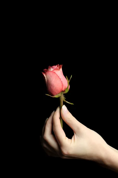 Женская рука с розой — стоковое фото