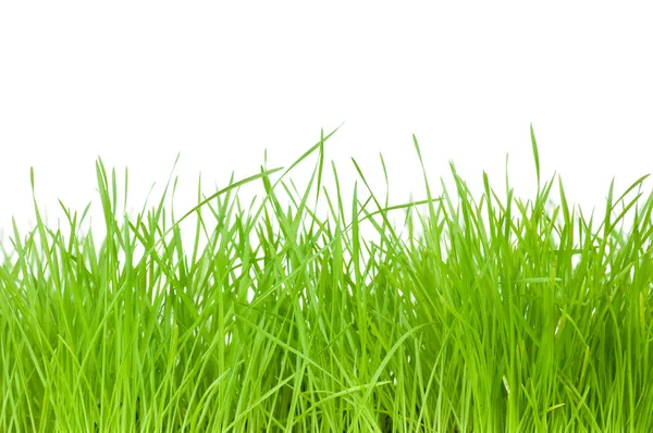 Fresh green grass — Stock Photo, Image