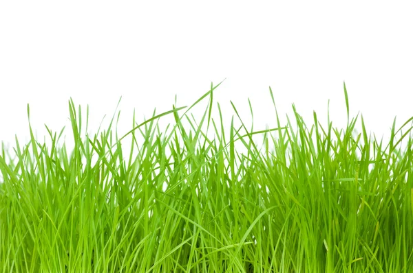 Fresh green grass — Stock Photo, Image