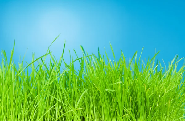 Färskt grönt gräs på blå bakgrund — Stockfoto