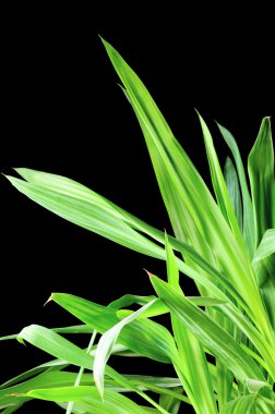 Yucca bitki