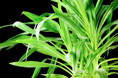 Yucca bitki