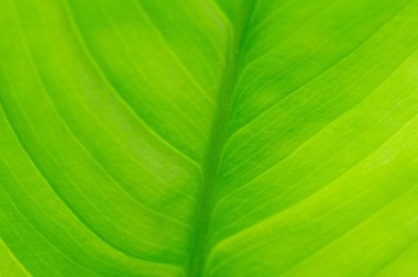 yeşil yaprak ve su damlaları arka