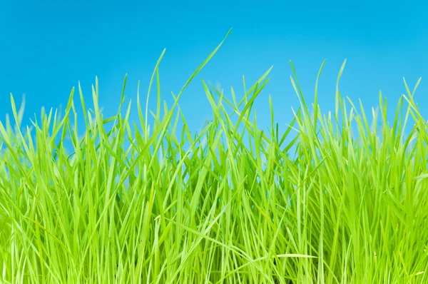 Fresh green grass on blue background — Stock Photo, Image