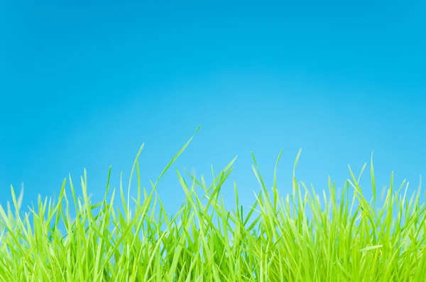 Färskt grönt gräs på blå bakgrund — Stockfoto