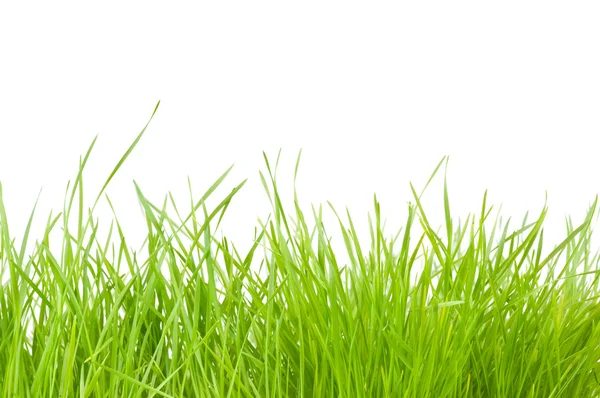 Fresh green grass — Stock Photo, Image