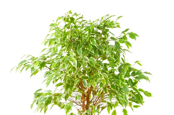 ウィープフィギュア(Ficus Benjamina)) — ストック写真