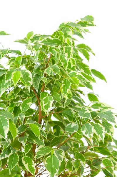 Figa płacząca (Ficus Benjamina) — Zdjęcie stockowe