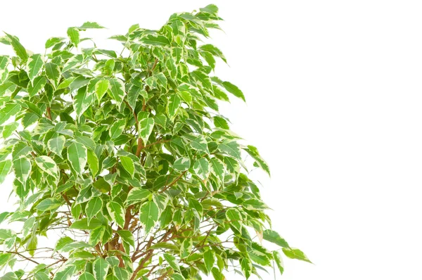 Huilend varken (Ficus Benjamina)) — Stockfoto