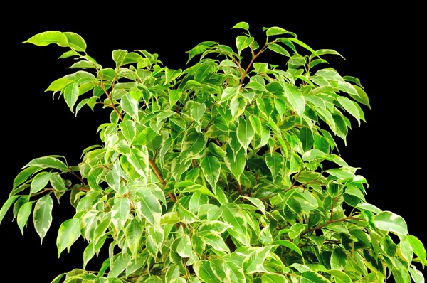 Huilend varken (Ficus Benjamina)) — Stockfoto