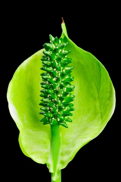 Цветок растения спатифиллум — стоковое фото
