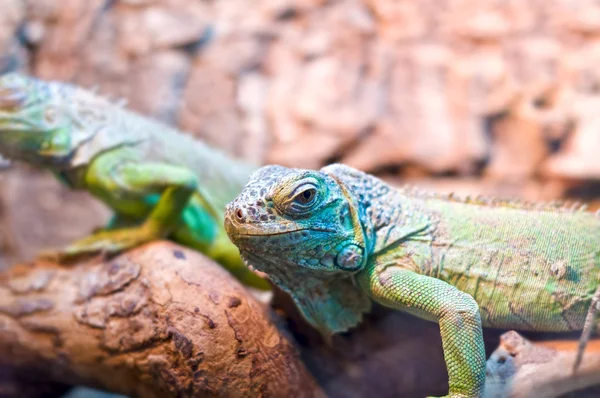 Color lizard — Stock Photo, Image