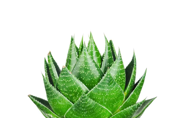 Aloe beyaz arkaplanda izole edildi — Stok fotoğraf