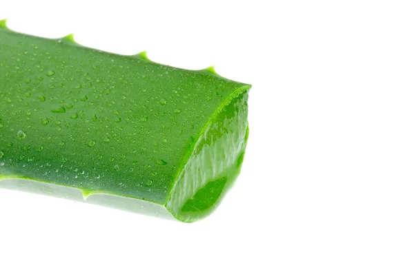 Closeup of the Aloe Vera — Stock Photo, Image