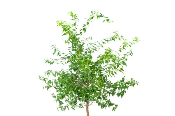 Gråtande fikon (Ficus Benjamina)) — Stockfoto