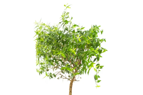 Fig menangis (Ficus Benjamina) — Stok Foto