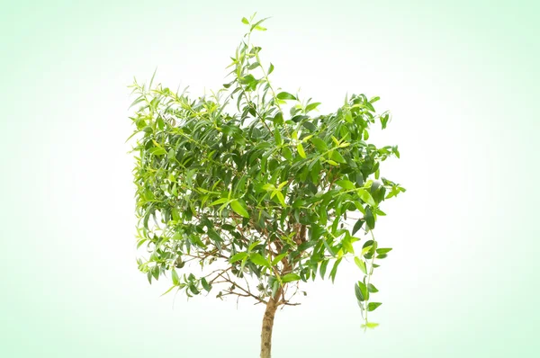 Huilend varken (Ficus Benjamina)) — Stockfoto