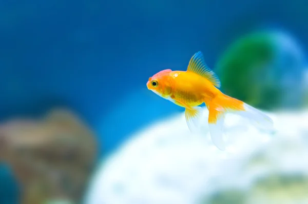 Pesci rossi tropicali in acquario — Foto Stock