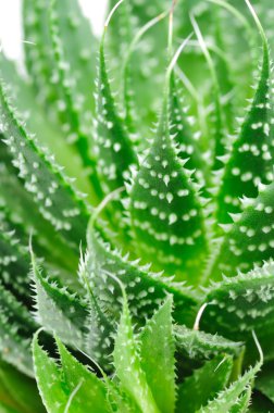 aloe tesisi kapatmak