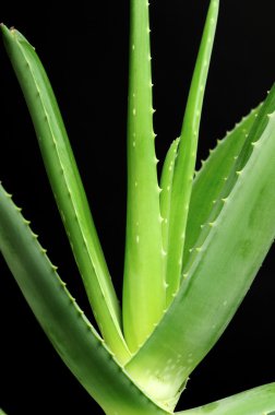 aloe vera izole üzerinde siyah arka plan bırakır