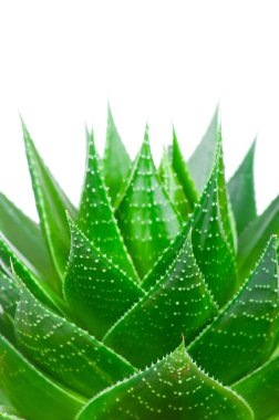 Aloe izole üzerinde beyaz arka plan ayrılmak