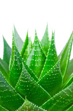 Aloe izole üzerinde beyaz arka plan ayrılmak