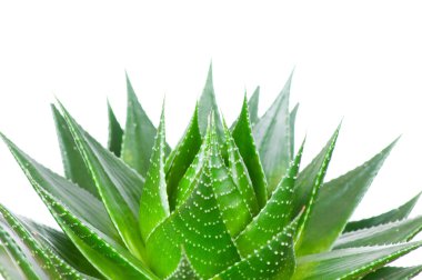 Aloe beyaz arkaplanda izole edildi