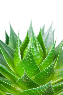 Aloe beyaz arkaplanda izole edildi