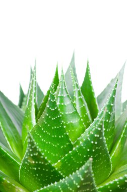Aloe beyaz arkaplanda izole edildi