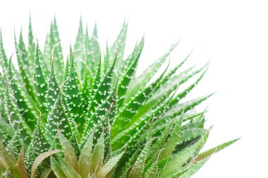aloe vera beyaz arkaplanda izole