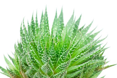 aloe vera beyaz arkaplanda izole