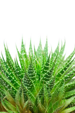 aloe vera beyaz arkaplanda izole