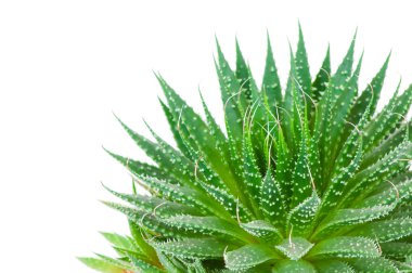 Aloe beyaz arkaplanda izole edildi