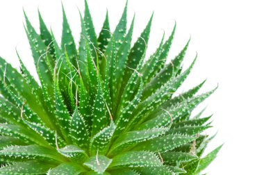Aloe beyaz arkaplanda izole edildi