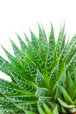 Aloe beyaz arkaplanda izole edildi