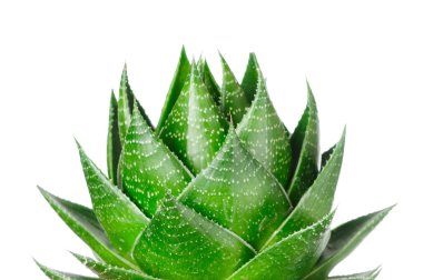Aloe beyaz arkaplanda izole edildi