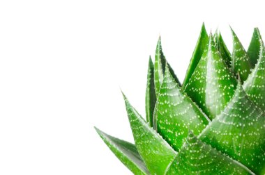 Aloe beyaz arkaplanda izole edildi