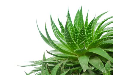 Aloe beyaz arkaplanda izole edildi