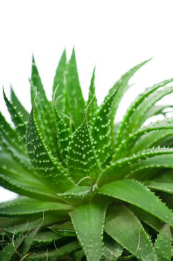 Aloe beyaz arkaplanda izole edildi