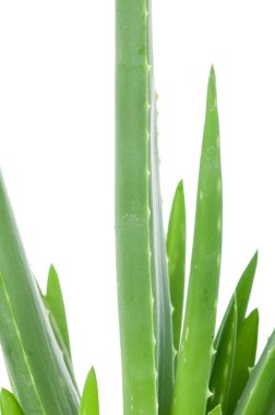 Aloe beyaz arkaplanda izole edildi