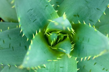 Aloe. Makro