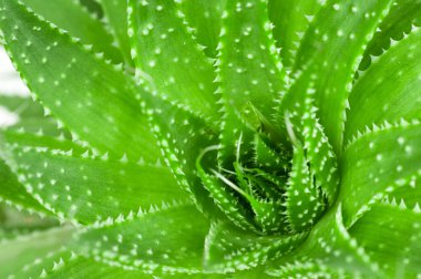 Aloe. Makro