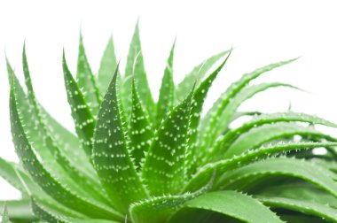 Aloe beyaz arkaplanda izole edildi