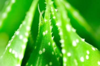 Aloe closeup bırakır