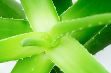 Aloe closeup bırakır. Makro