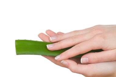 Fransız manikür aloe yaprak beyaz zemin üzerine izole holding ile eller