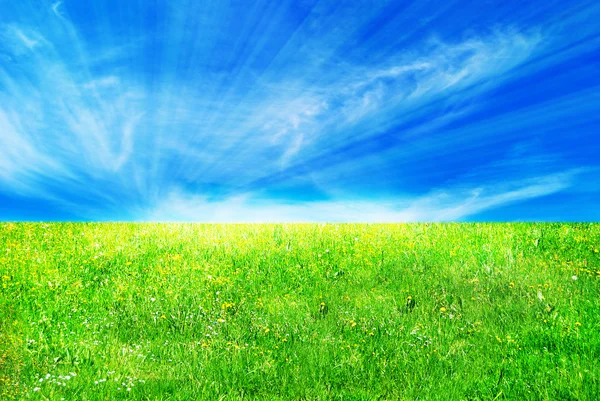 Blå himmel och gräs — Stockfoto