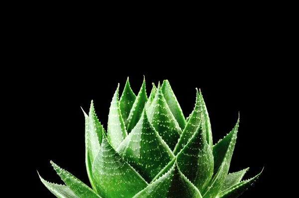 Aloe Cosmo izolowane na czarnym tle — Zdjęcie stockowe