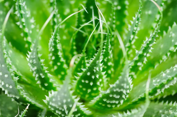 Aloe. makro — Stock fotografie